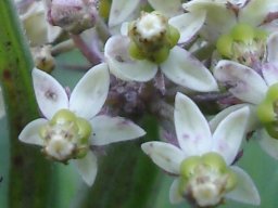 Xysmalobium involucratum purple patches
